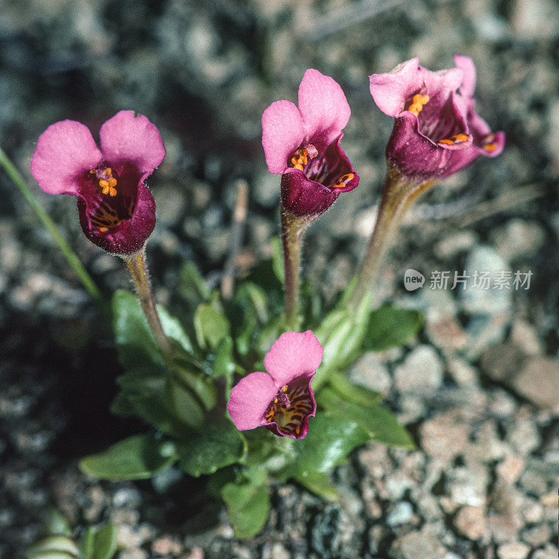 道格拉斯Diplacus douglasii是一种猴花，俗称布朗尼和紫鼠耳。它原产于加利福尼亚州和俄勒冈州的山区和丘陵地带，在那里它经常被发现在蛇形土壤中。Phrymaceae。